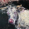 Vache Blanche - 81x100cm - 2011